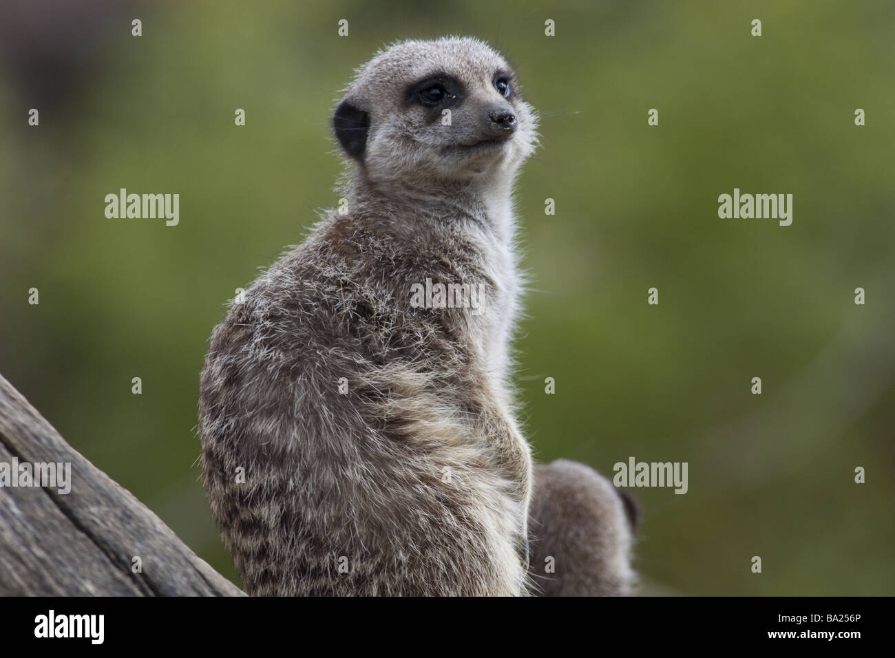 Un esile Tailed Meerkat Foto Stock