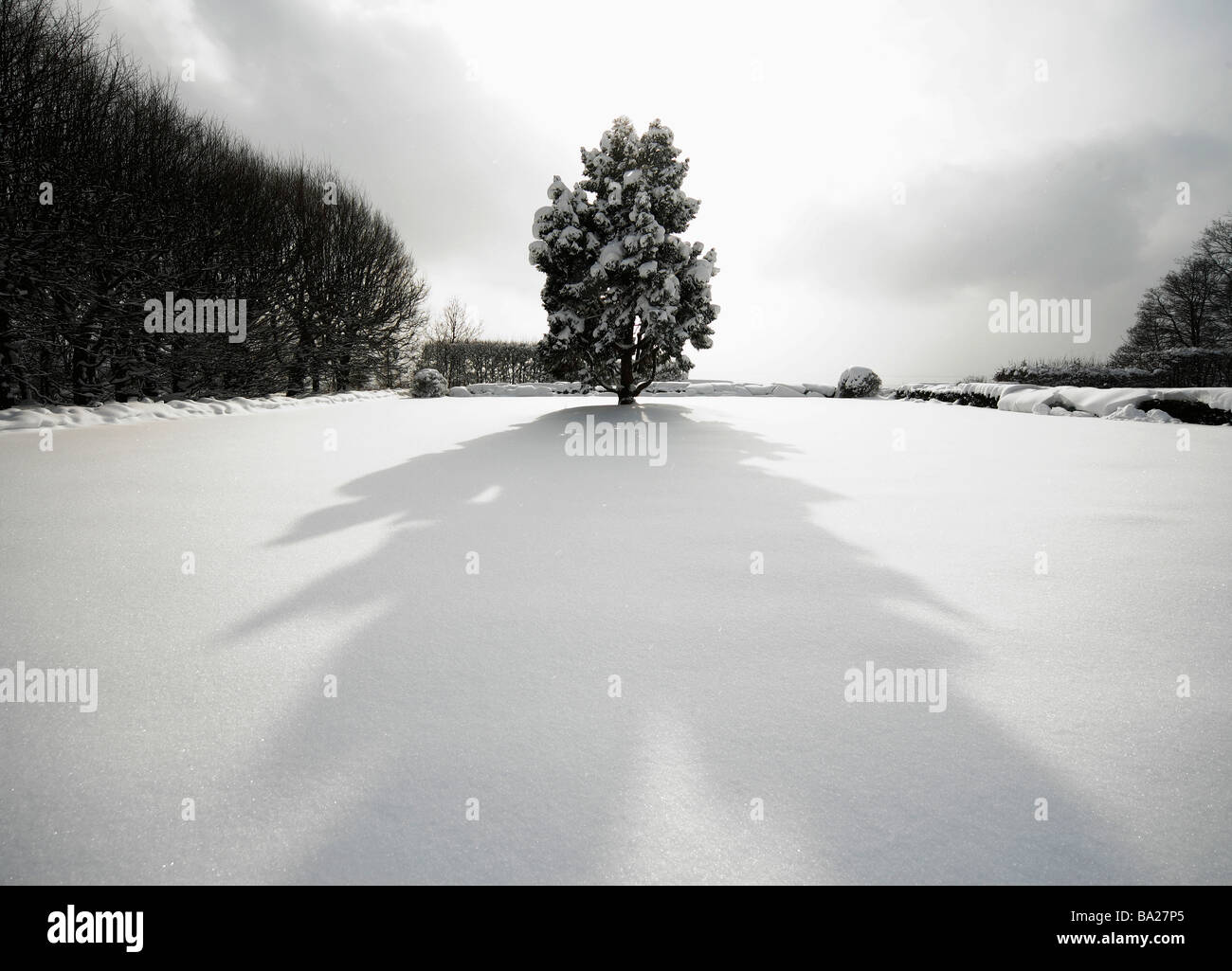 Albero solitario in inverno Foto Stock