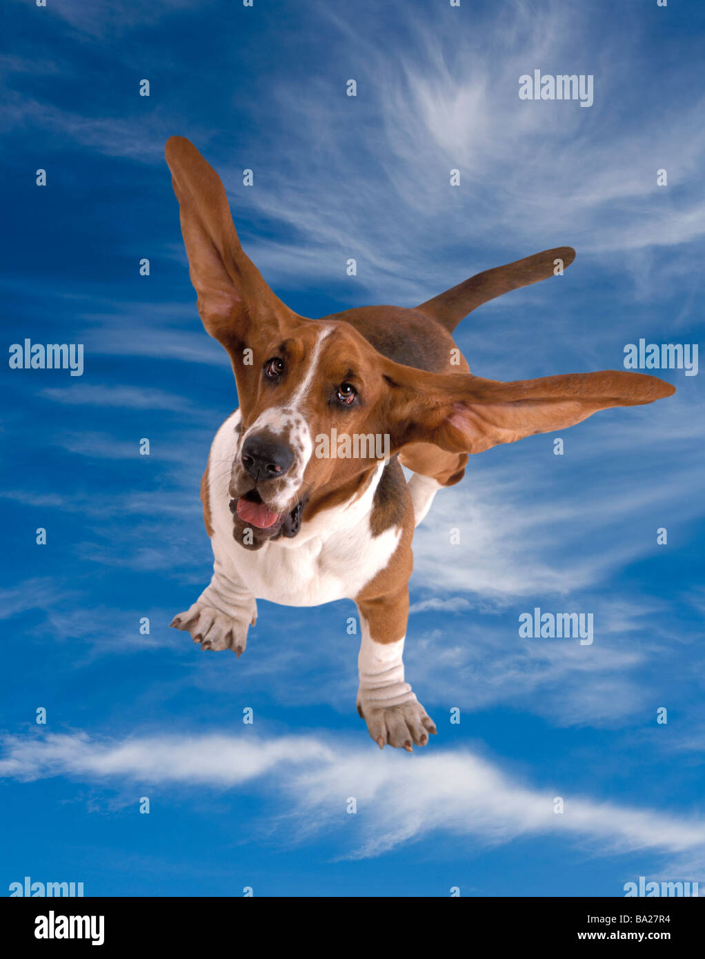 Cane che vola immagini e fotografie stock ad alta risoluzione - Alamy