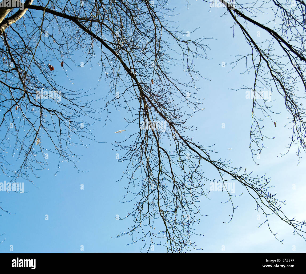I rami degli alberi di cielo blu chiaro gabbiani battenti Foto Stock