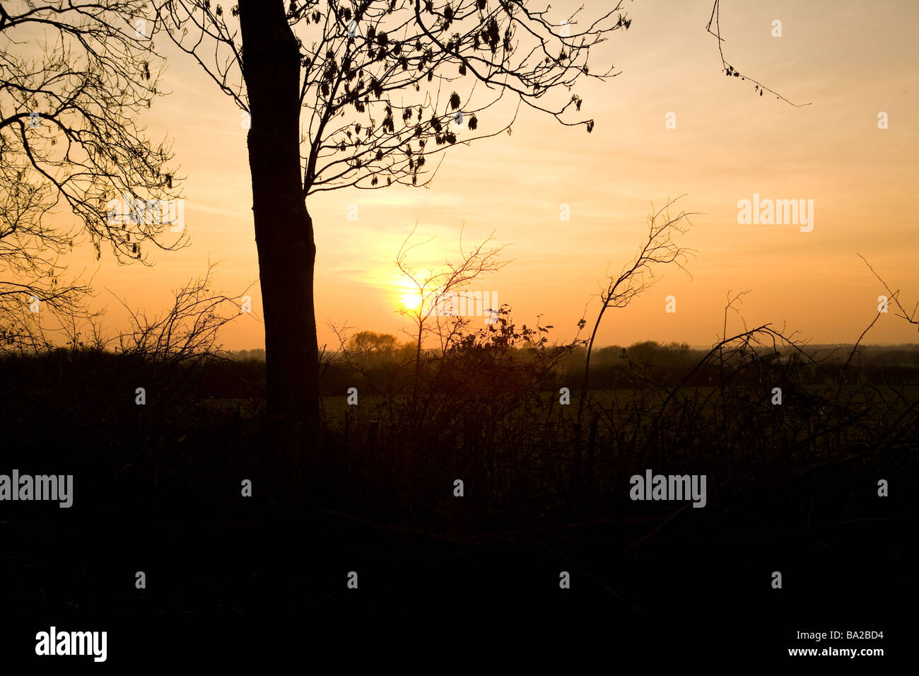 Silhouette di un tronco di albero contro il sole di setting nella campagna inglese Foto Stock