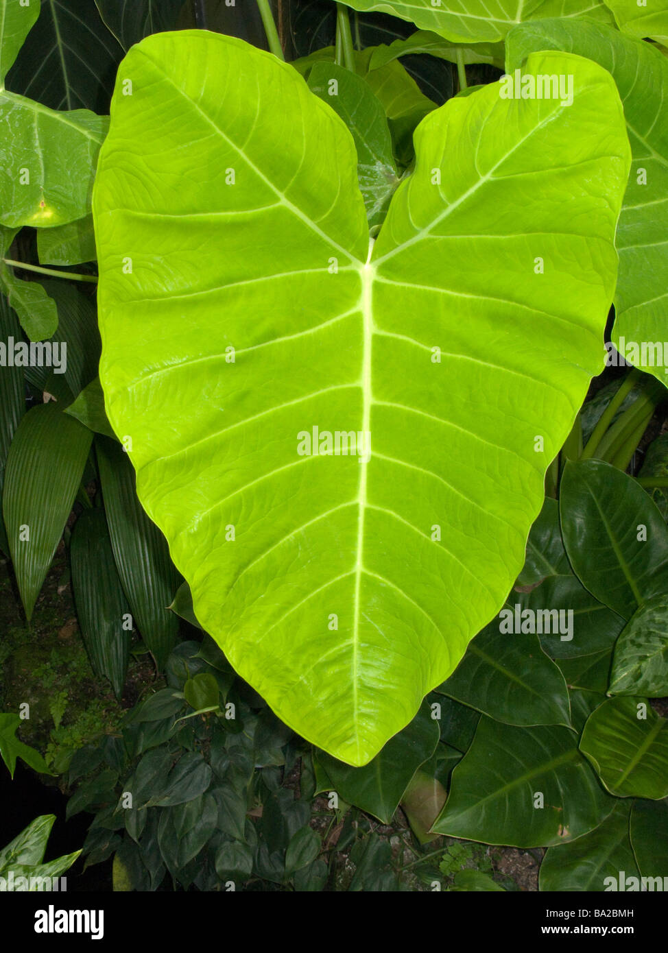 Foglia PHILODENDRON LONGWOOD giardini botanici di Kennett Square CHESTER COUNTY PENNSYLVANIA USA Foto Stock