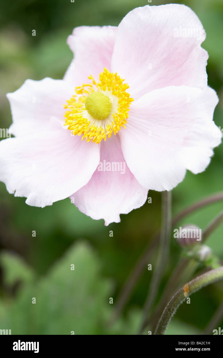 Close-Up di Anemone giapponese Foto Stock