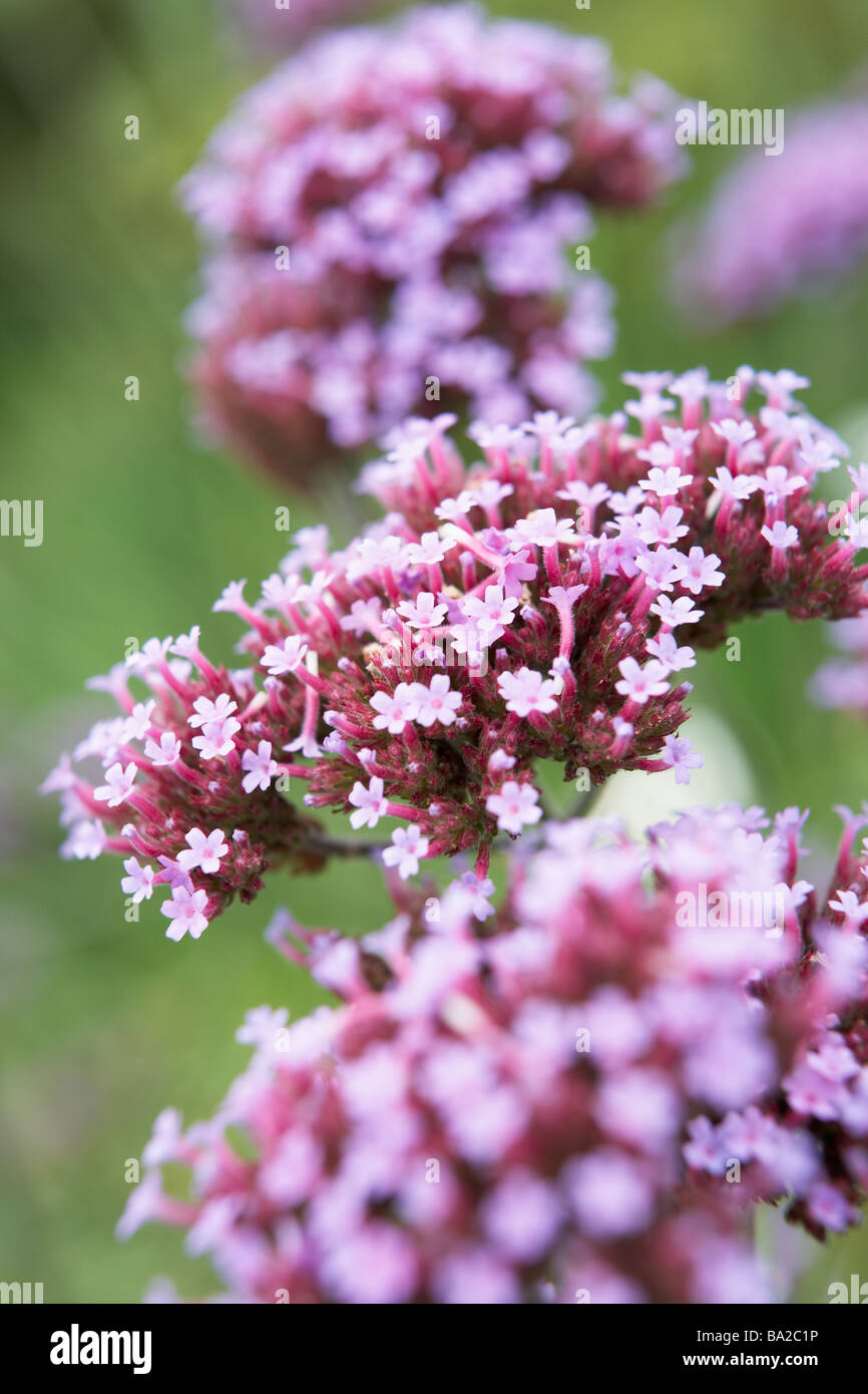 Close-Up di Viburnum impianto Foto Stock