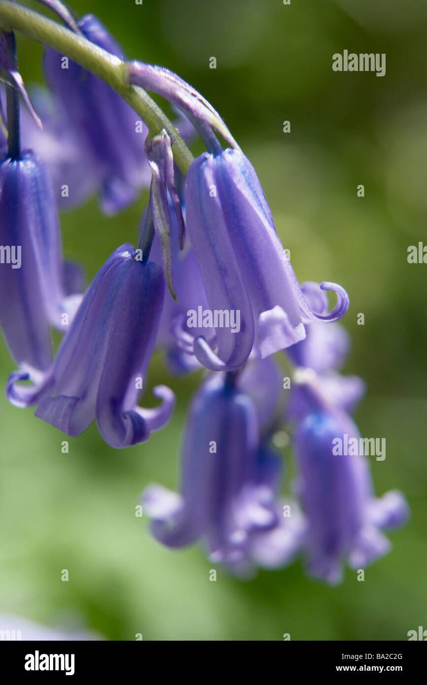 Close-Up delle Bluebells Foto Stock