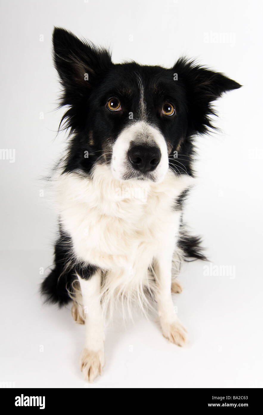 Cute cane in studio Foto Stock