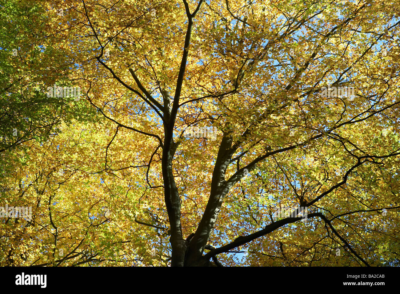 Albero Canopy in autunno Foto Stock