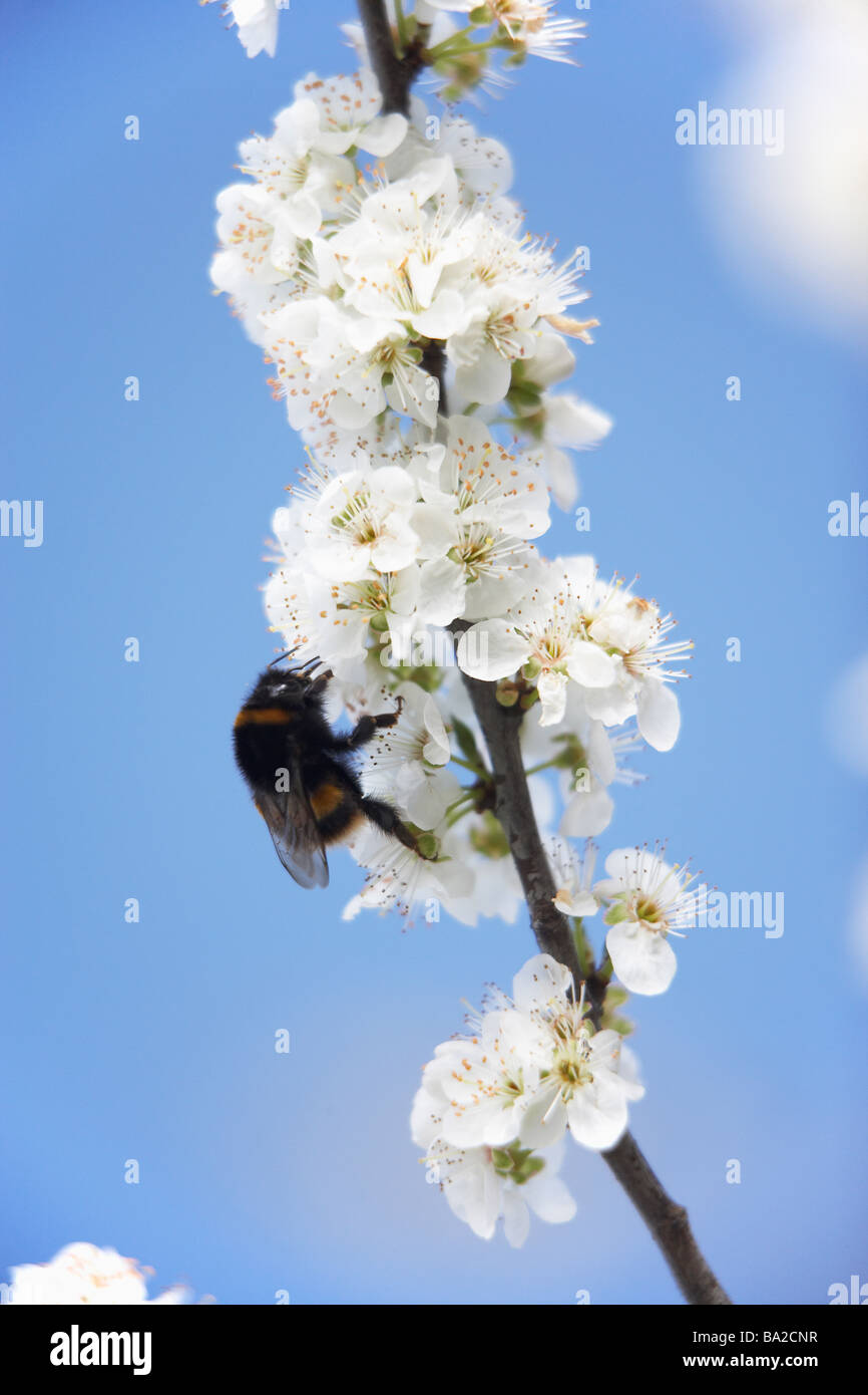 Bumblebee per raccogliere il polline da Apple Blossom Foto Stock