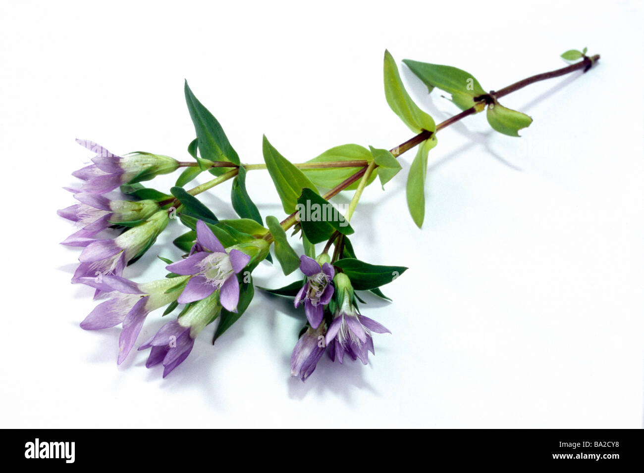 Autunno Dwarf Genziana, Felwort (Gentiana amarella), ramoscello con fiori e foglie. Foto Stock
