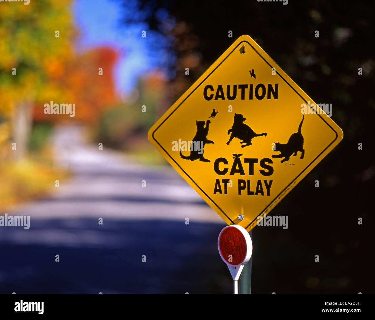 Slow Cat Xing Cartello Stradale Gatto - 30,5x30,5 Cm, Metallo, Per Interni/Esterni, Decorazione Divertente