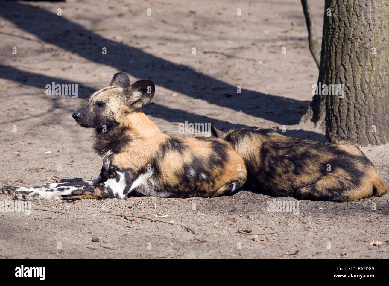 African Wild Dog (Lycaon pictus) Foto Stock