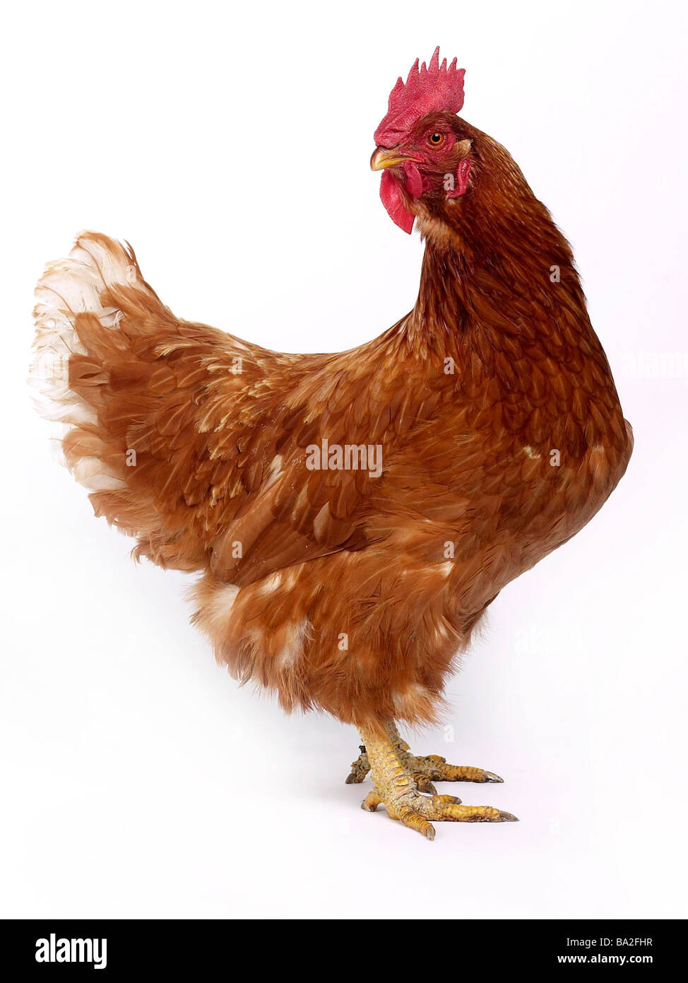 Un pollo marrone in piedi su due piedi. Foto Stock