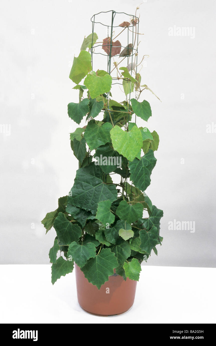 Uva Edera Quercia Leaf Ivy Cissus rhombifolia pianta in vaso studio immagine Foto Stock