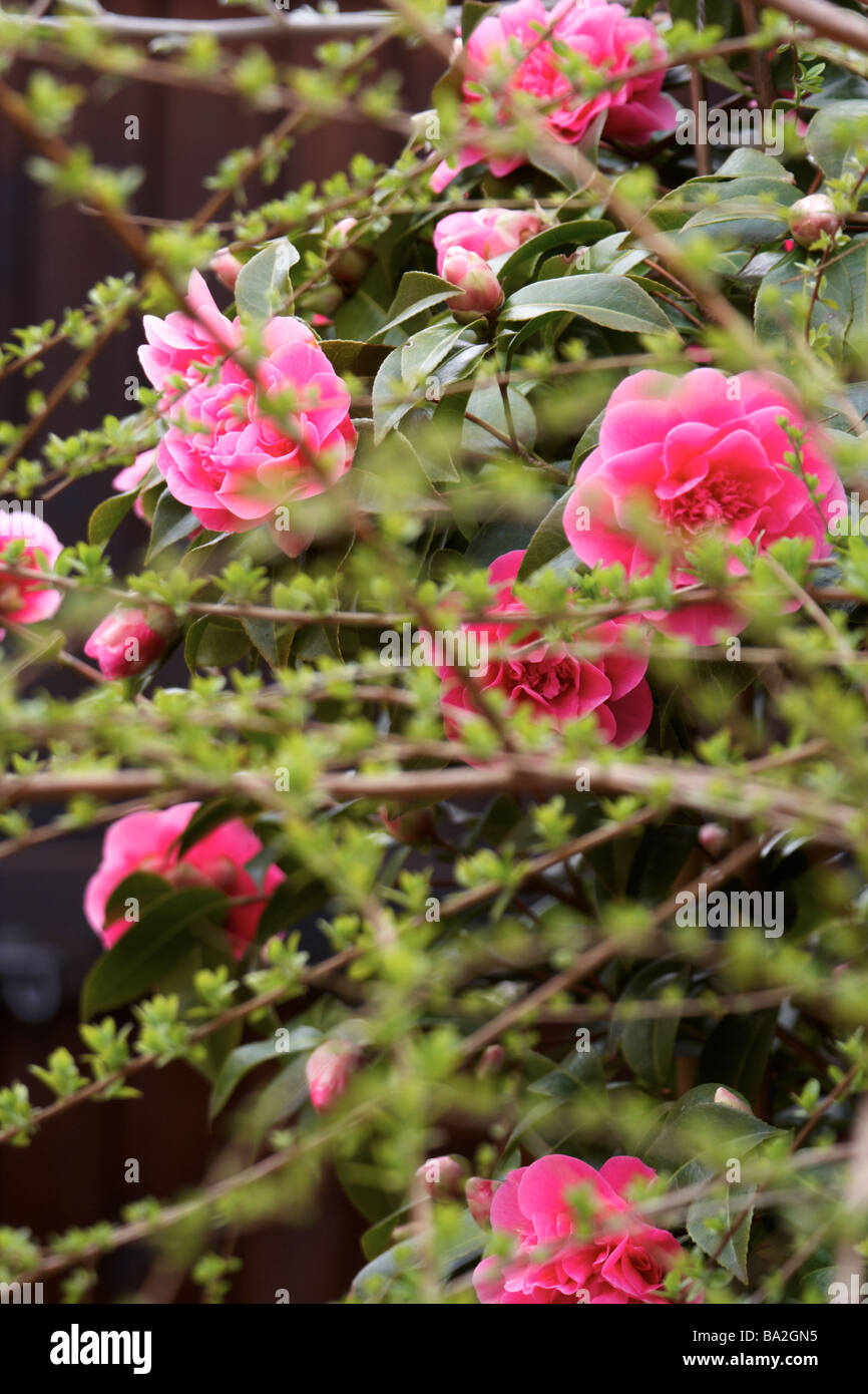 Camellia,williamsii ' anticipazione' Foto Stock