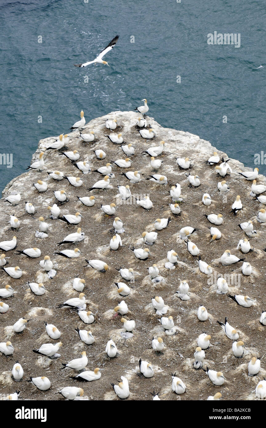 Gannett colonia, Muriwai, Nuova Zelanda Foto Stock