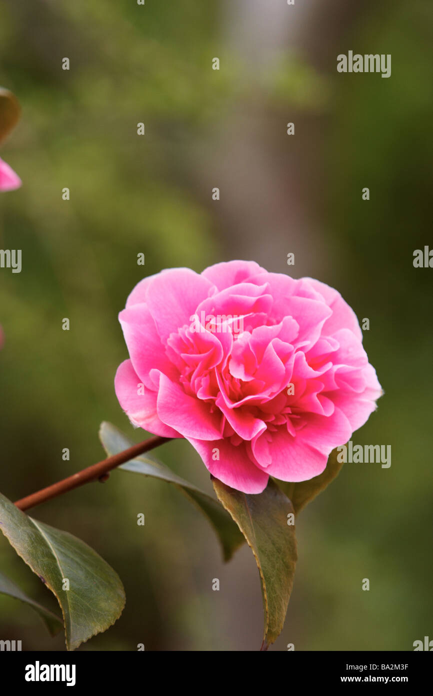 Camellia,williamsii ' anticipazione' Foto Stock