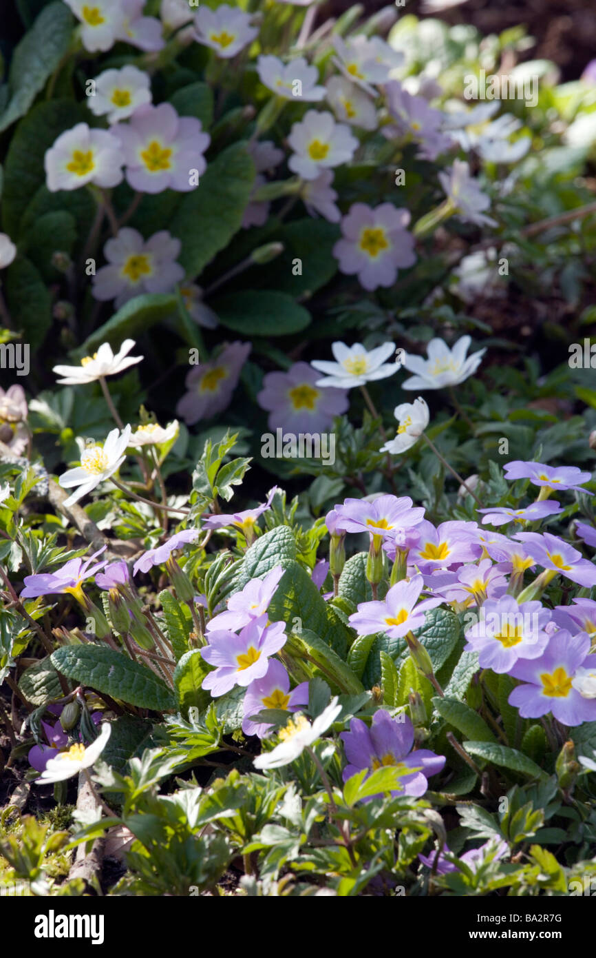 Un inizio di primavera display di primule e anemoni di legno Foto Stock