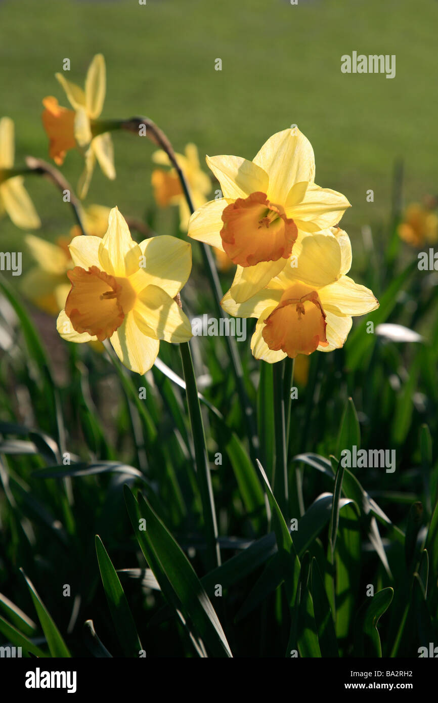 Retroilluminato con molla gialla Daffodil fiori su un Villaggio Verde villaggio di ricino Cambridgeshire Inghilterra Gran Bretagna Foto Stock