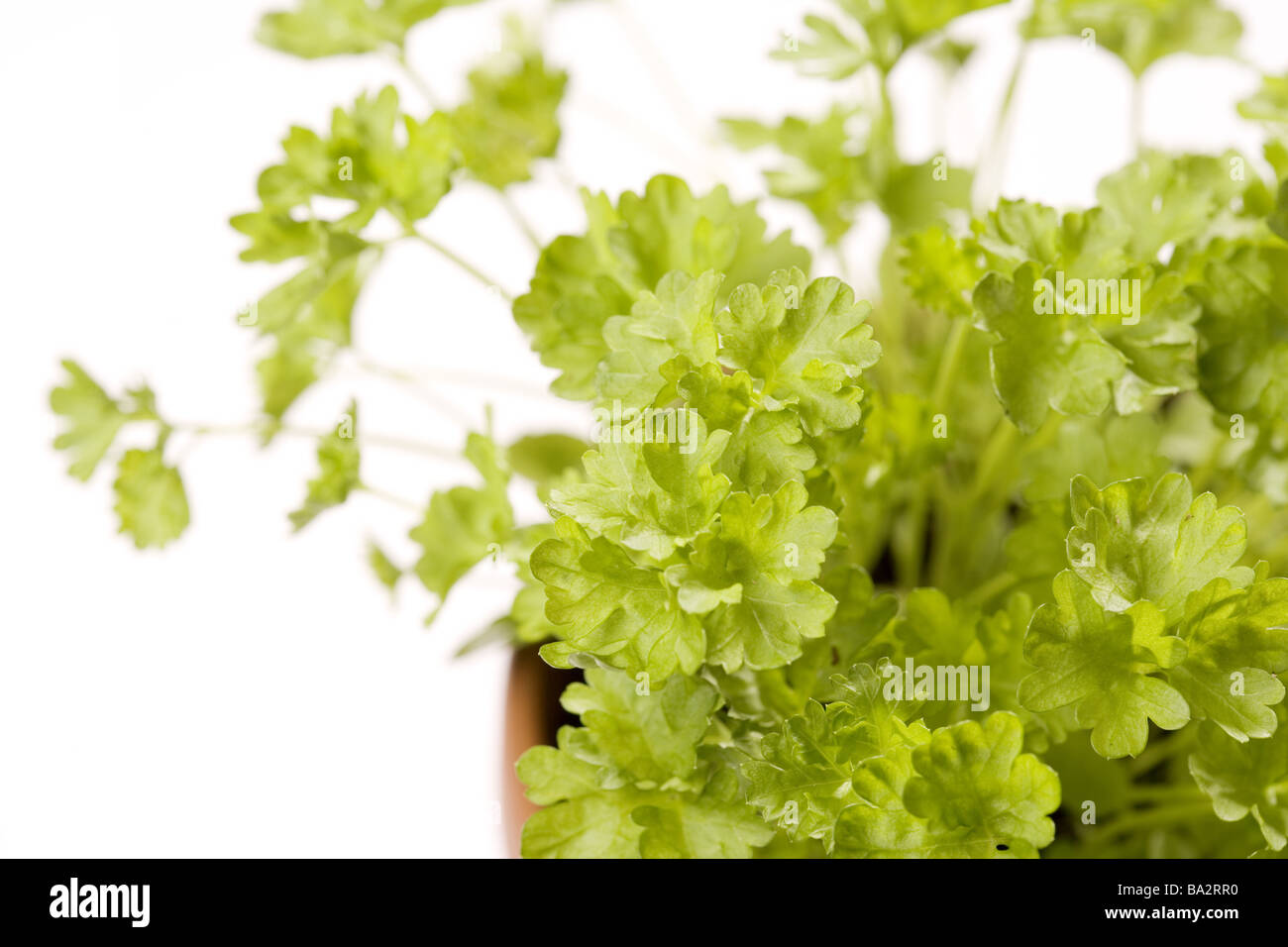 Prezzemolo Petroselinum crispum close-up serie-giardino di erbe Erbe erbe condimento-cucina erbe erbe-cucina-stagionatura stagionatura Foto Stock