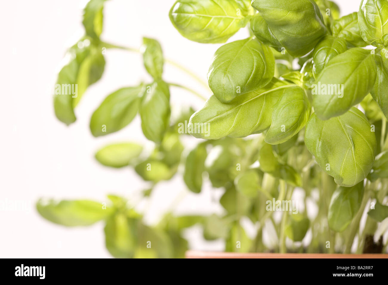 Il basilico Ocimum basilicum dettaglio giardino serie-Erbe erbe erbe condimento-cucina erbe erbe-cucina-stagionatura stagionatura Foto Stock