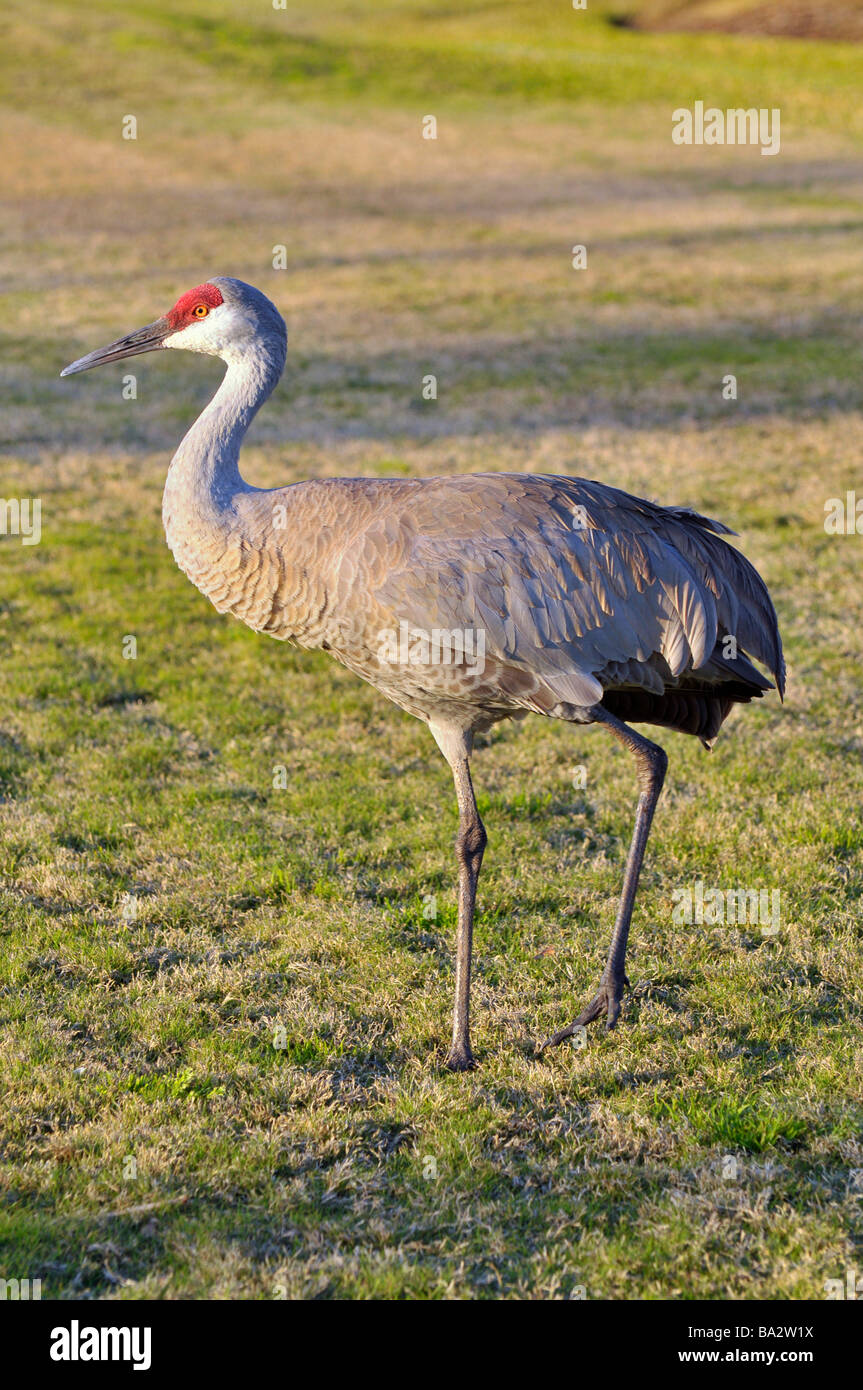 Sandhill crane Foto Stock