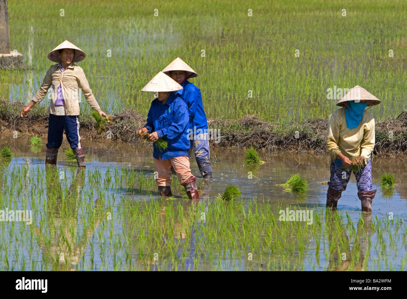 Gli agricoltori che tende a risaie a sud di Hue Vietnam Foto Stock