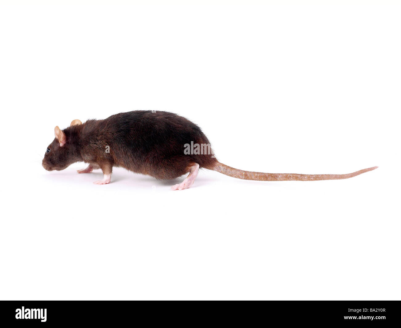 Un ratto marrone annusando il pavimento. Foto Stock