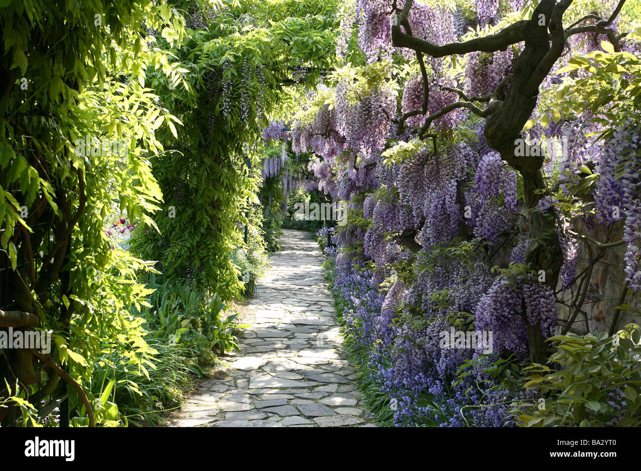 Sentiero del Parco Blu-pioggia Wisteria sinensis primo parco giardino modo piante arbusti vegetazione butterfly-bloom-piante Foto Stock