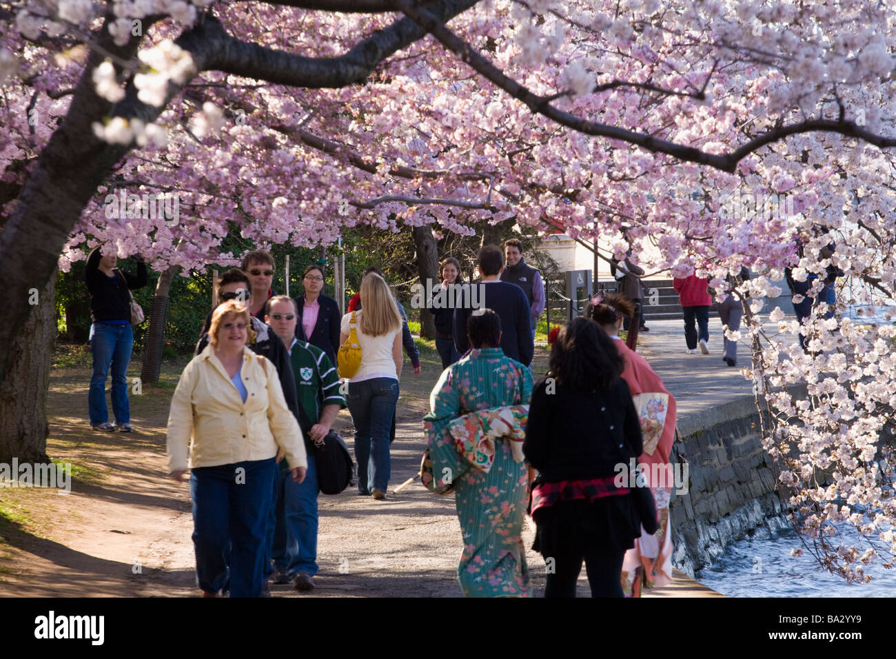 Ciliegi giapponesi, fioritura intorno al bacino di marea a Washington DC Foto Stock