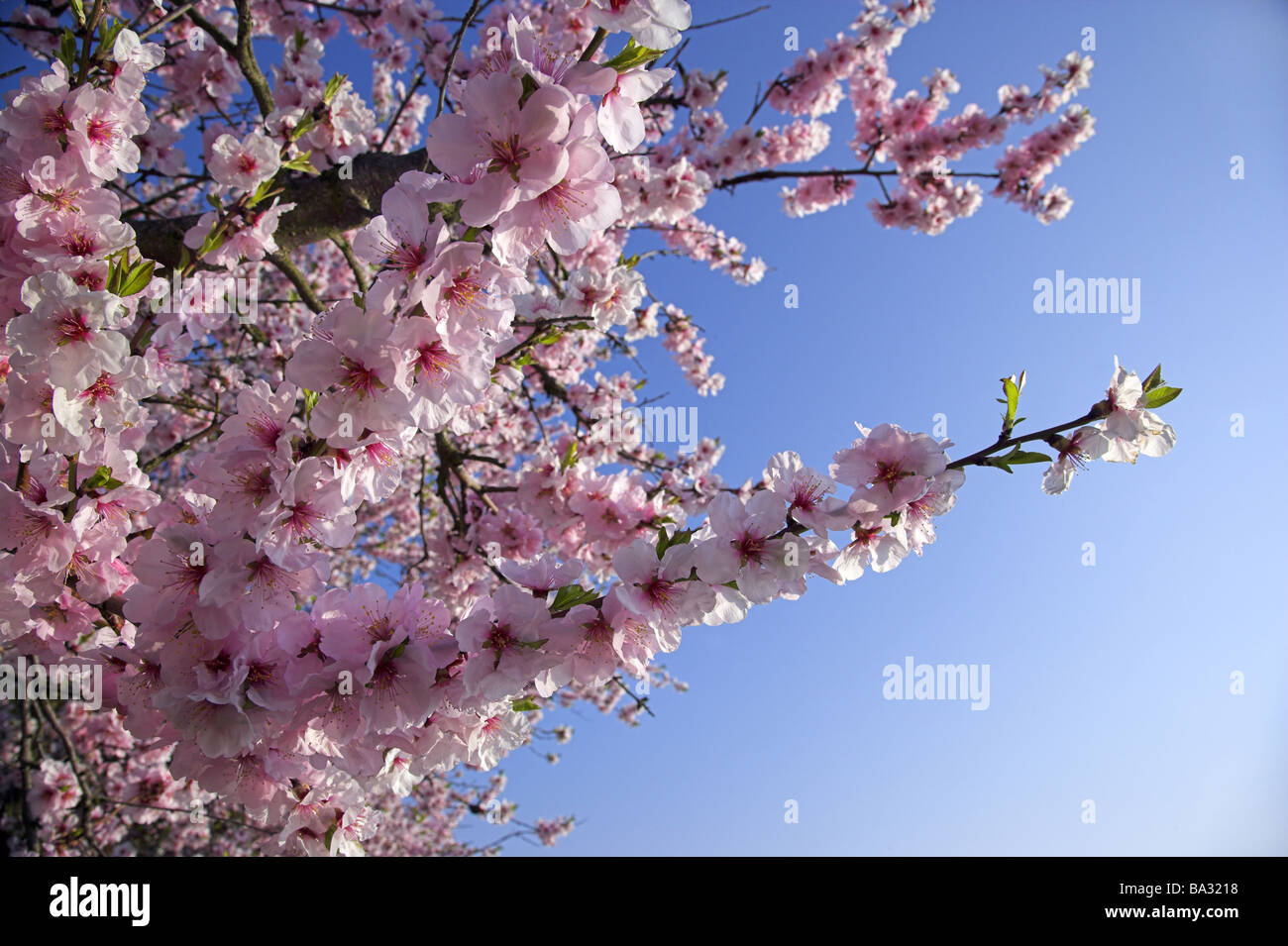 Di mandorlo fiorisce di dettaglio impianto di serie rose-albero impianto mandorla Prunus dulcis primo mandorla-bloom mandorla-Blossom Pink stagione Foto Stock