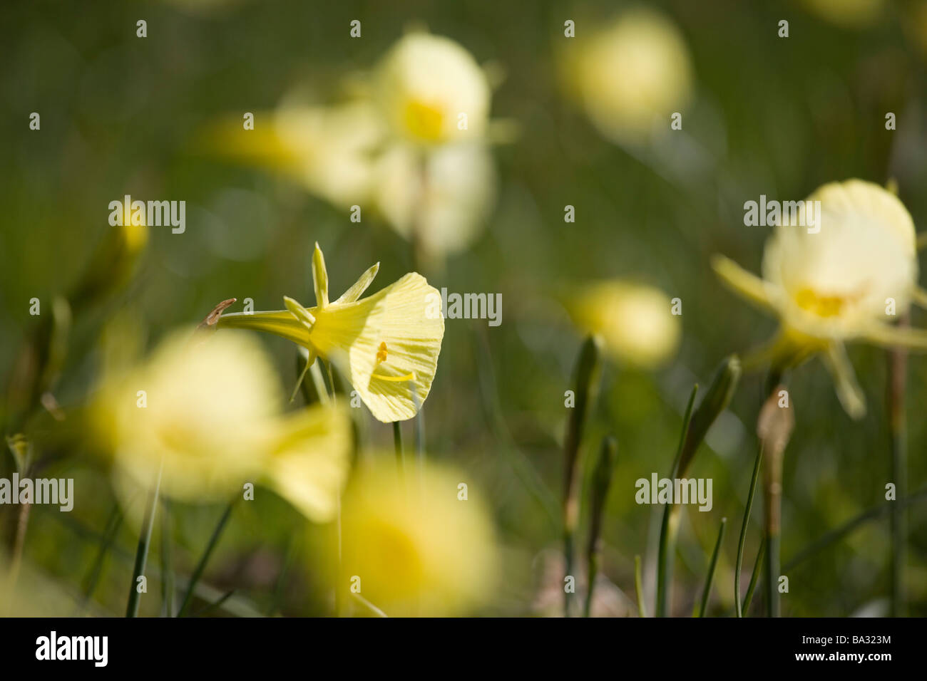 Petticoat hoop narcisi retroilluminati da sole di primavera Foto Stock