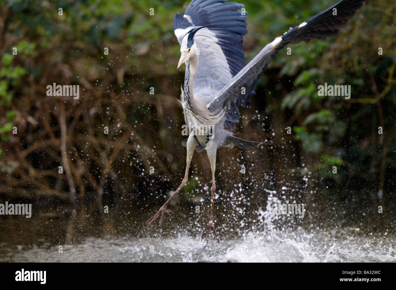 Ardeidi Ardea cinerea airone cenerino ottenere pronto per la cattura di un anatroccolo, Cherry Hinton Cambridge Regno Unito Foto Stock