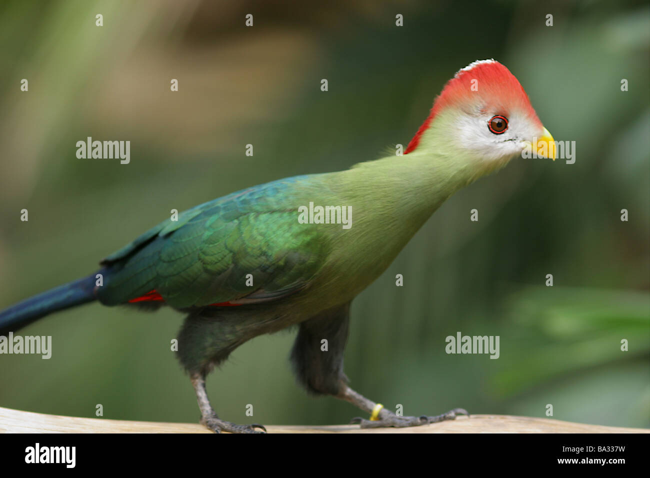 Red crested's Turaco bird Foto Stock