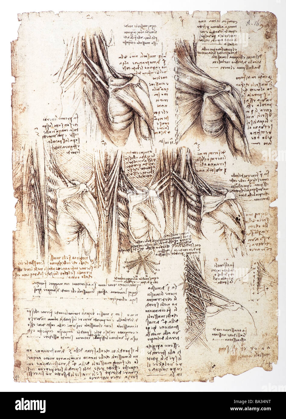 Studio anatomico dei muscoli della schiena di Leonardo da Vinci 1509 pen inchiostro marrone Foto Stock