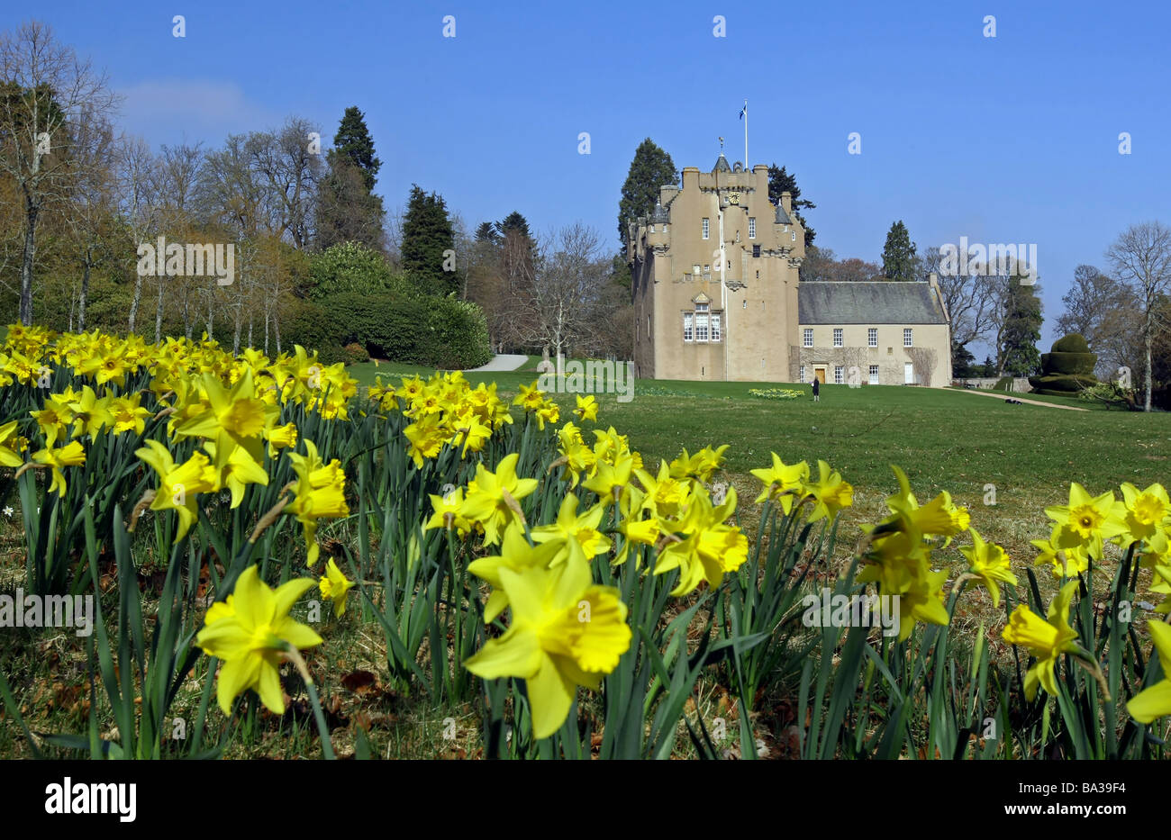 La molla narcisi fuori Crathes Castle in Aberdeenshire, Scotland, Regno Unito Foto Stock
