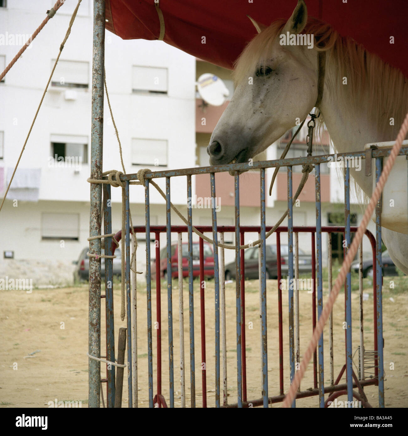 Viaggiare-circus profilo cavallo animale da circo treni circus-cavallo bianco da sola corda allacciate fino collare animale-atteggiamento tettoia Foto Stock