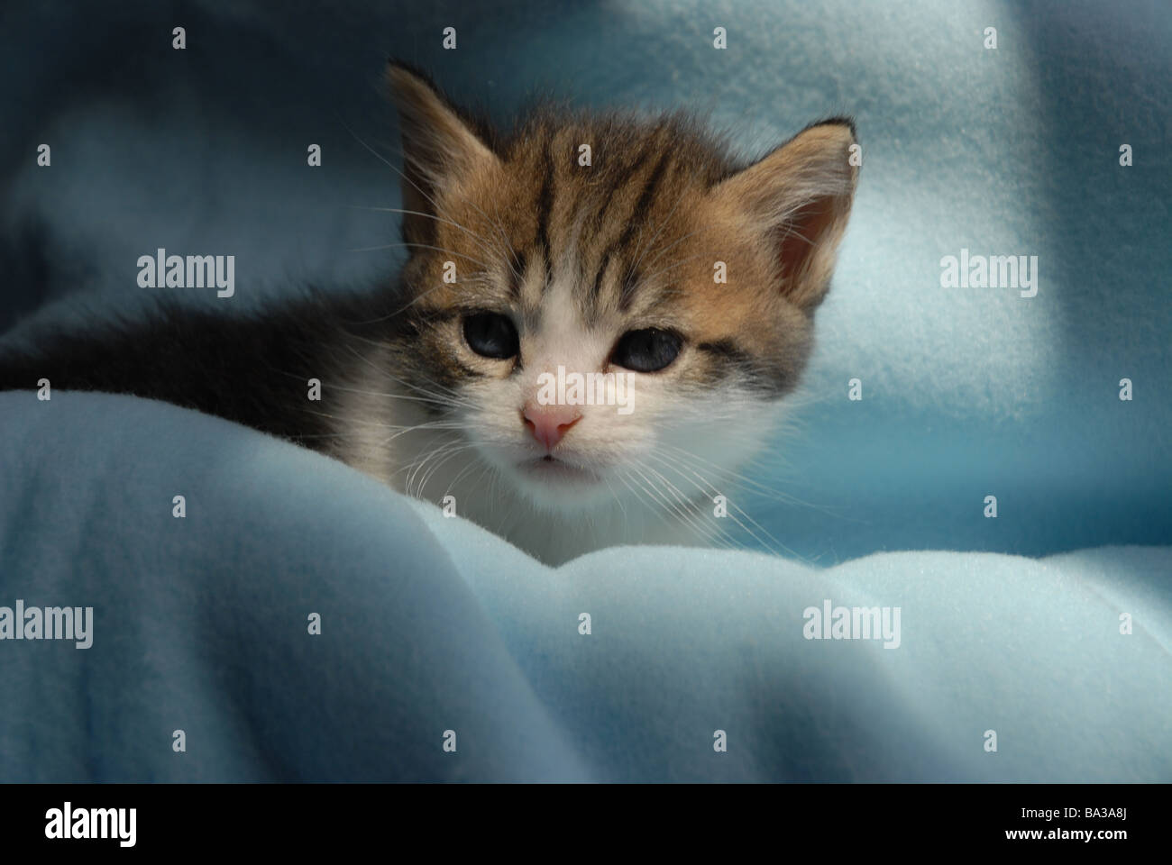 Tabby & white kitten, 5 settimane di età Foto Stock