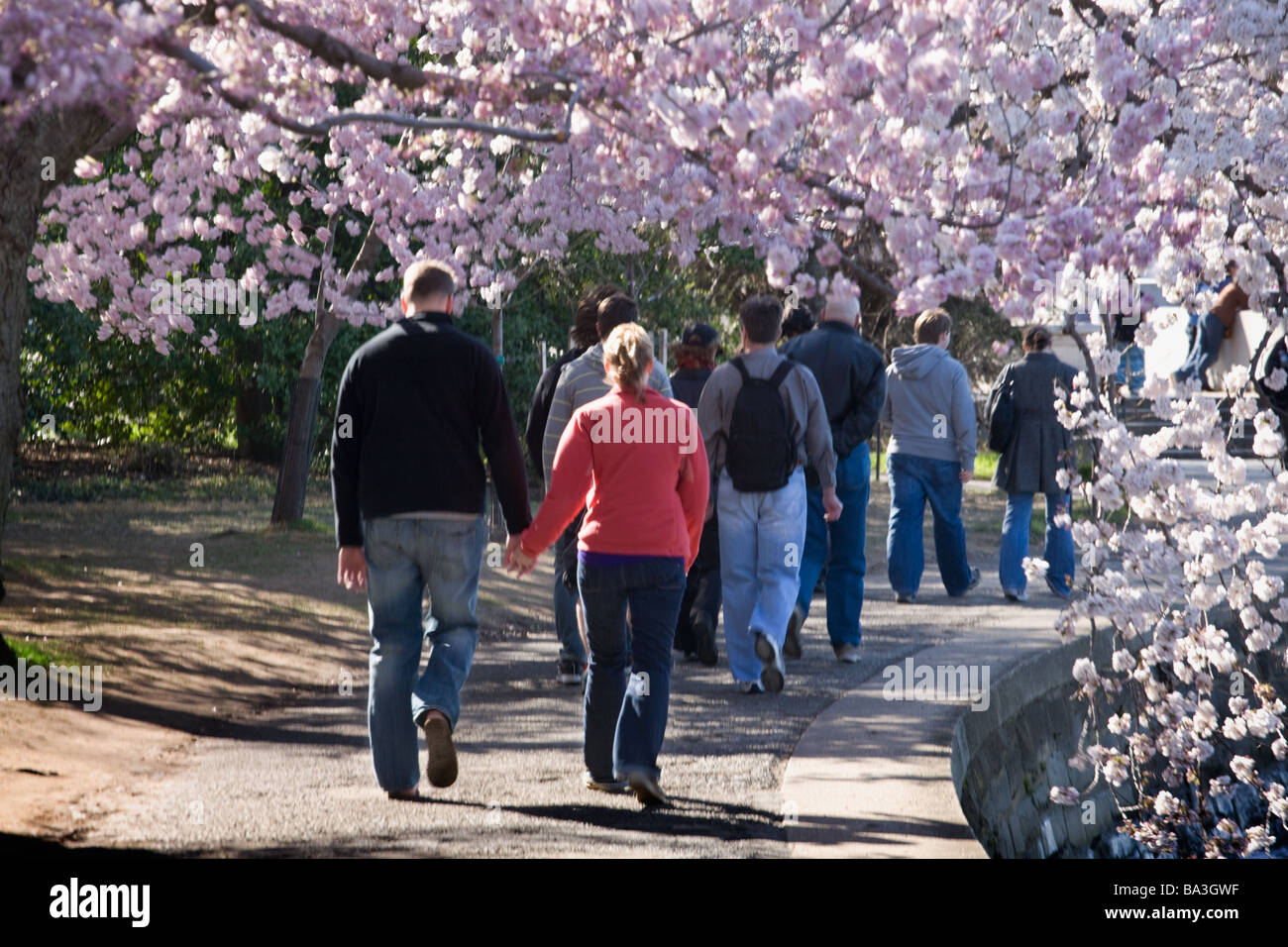 Ciliegi giapponesi, fioritura intorno al bacino di marea a Washington DC Foto Stock