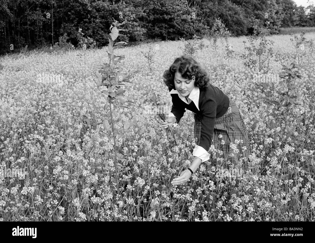 Negli anni settanta, foto in bianco e nero, persone, giovane donna raccoglie fiori in un prato di fiori, di età compresa tra i 25 e i 30 anni, pulli, gonna, Betina Foto Stock