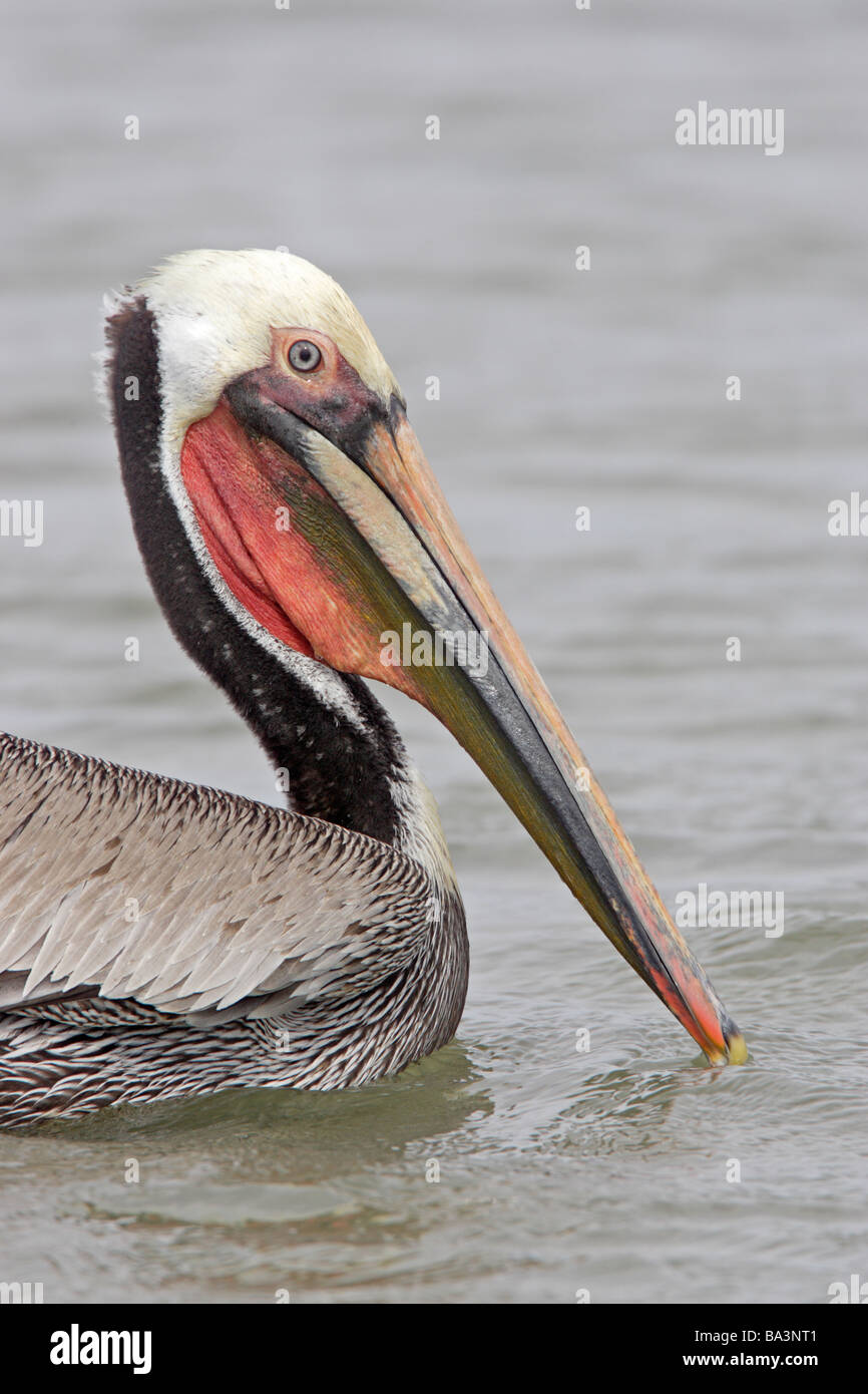 Brown Pelican Nel piumaggio di allevamento Foto Stock