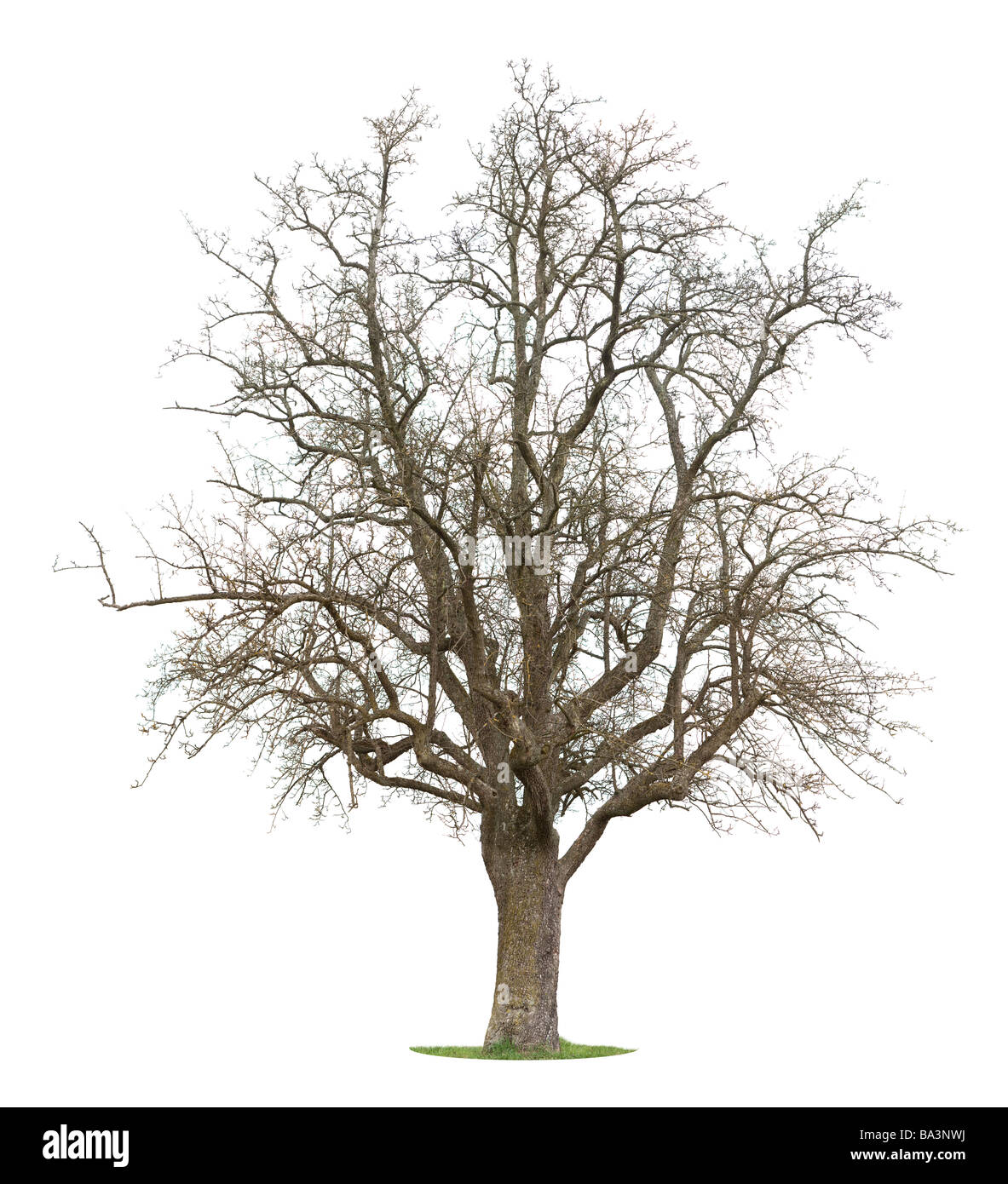 Isolato Melo tra la stagione di inverno e primavera Foto Stock
