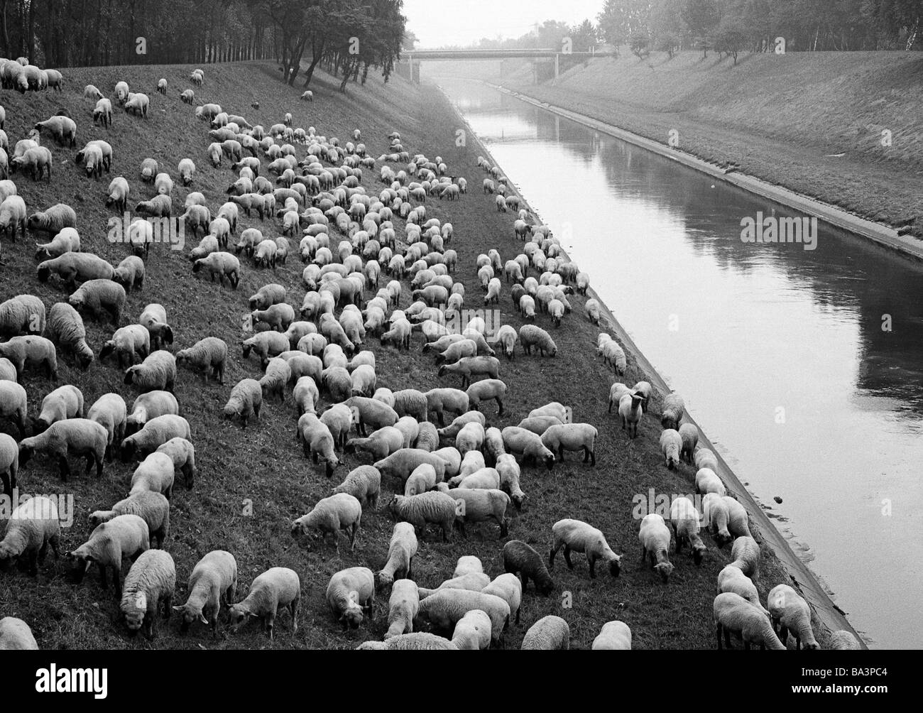 Siebziger Jahre, Schafzucht, Schafherde grast auf einer Uferboeschung an der Emscher in Oberhausen Ruhrgebiet, Renania settentrionale-Vestfalia Foto Stock