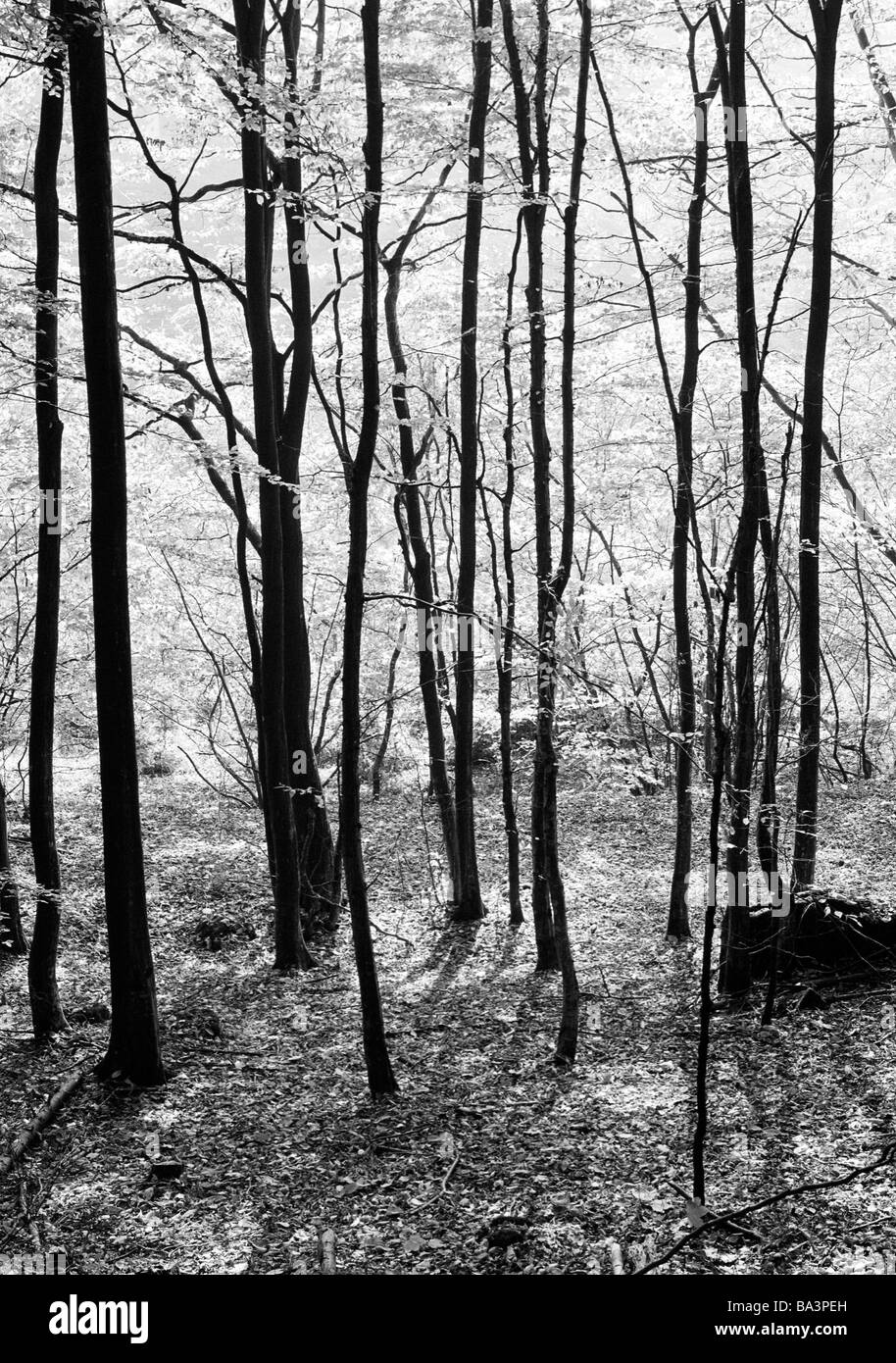 Siebziger Jahre, Herbstwald im Tal des Haslochbaches, Hasloch, Principale, Naturpark Bayerischer Spessart, Unterfranken, Bayern Foto Stock