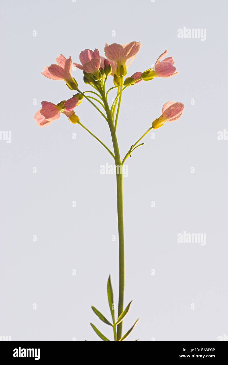 Lady's Smock wild cardamine pratensis fiore a cucù Foto Stock