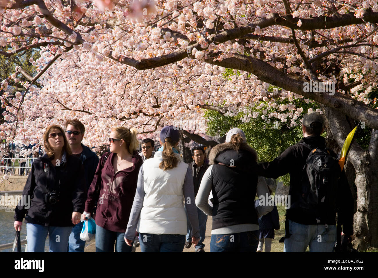 Ciliegi giapponesi, fioritura intorno al bacino di marea a Washington DC Foto Stock