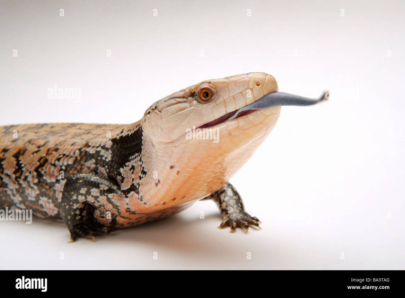 Lizard Tiliqua Nigrolutea close up Foto Stock