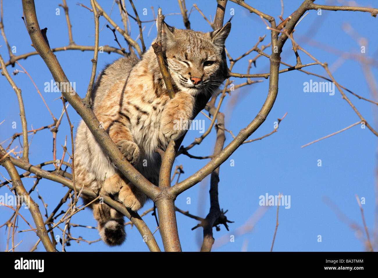 Winking wild bobcat (Lynx rufus) su un albero, Arizona Foto Stock