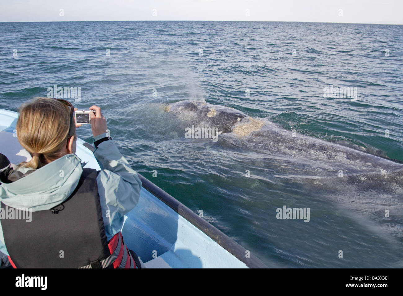 Balena Grigia schizzando in prossimità di un panga in Laguna San Ignacio Velasco Foto Stock