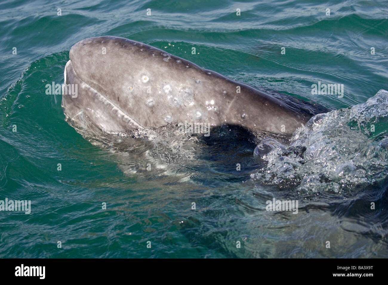 Balena Grigia vitello nella Laguna San Ignacio Velasco Foto Stock