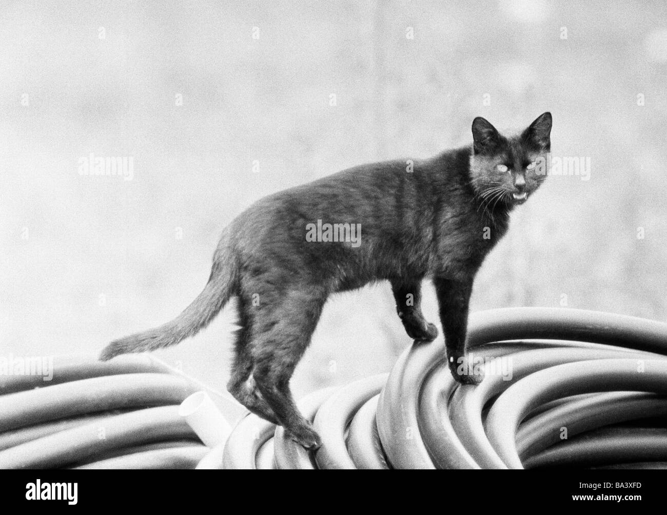 Foto in bianco e nero, la natura, il mondo animale gatto domestico, Felis silvestris f. catus Foto Stock